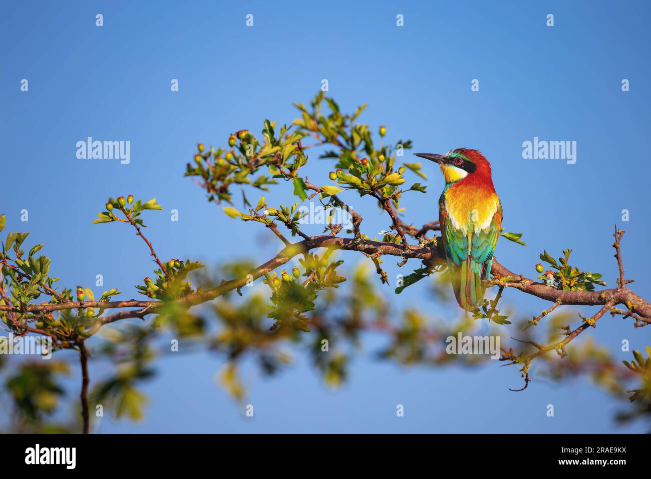 Un uccello di colore che mangia le api in piedi su un ramo di albero in fiore Foto Stock