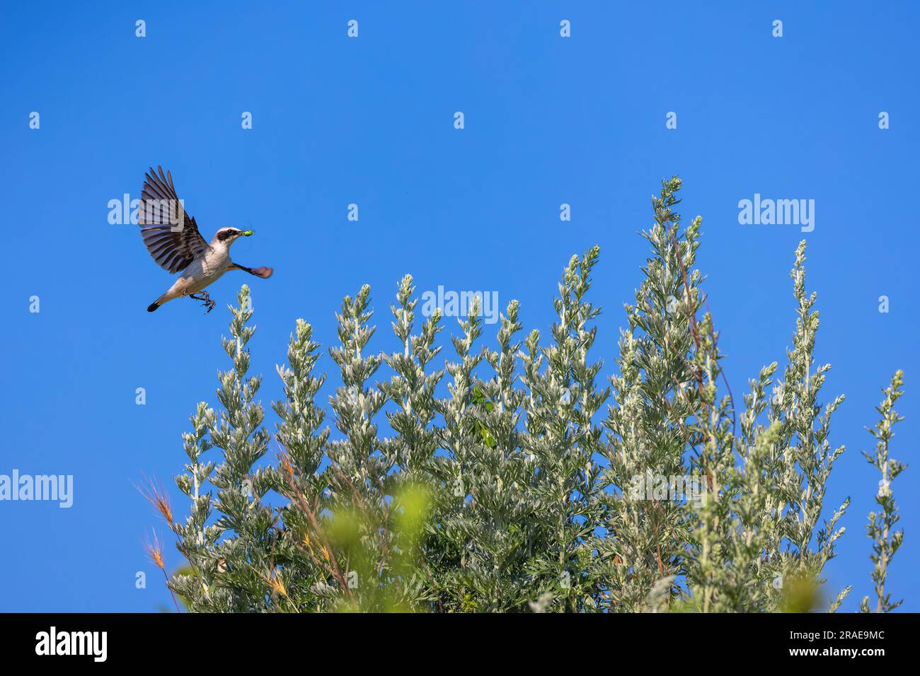 Passerine di uccello Wheatear che volano sopra l'albero fiorito con cavalletta in becco. Foto Stock