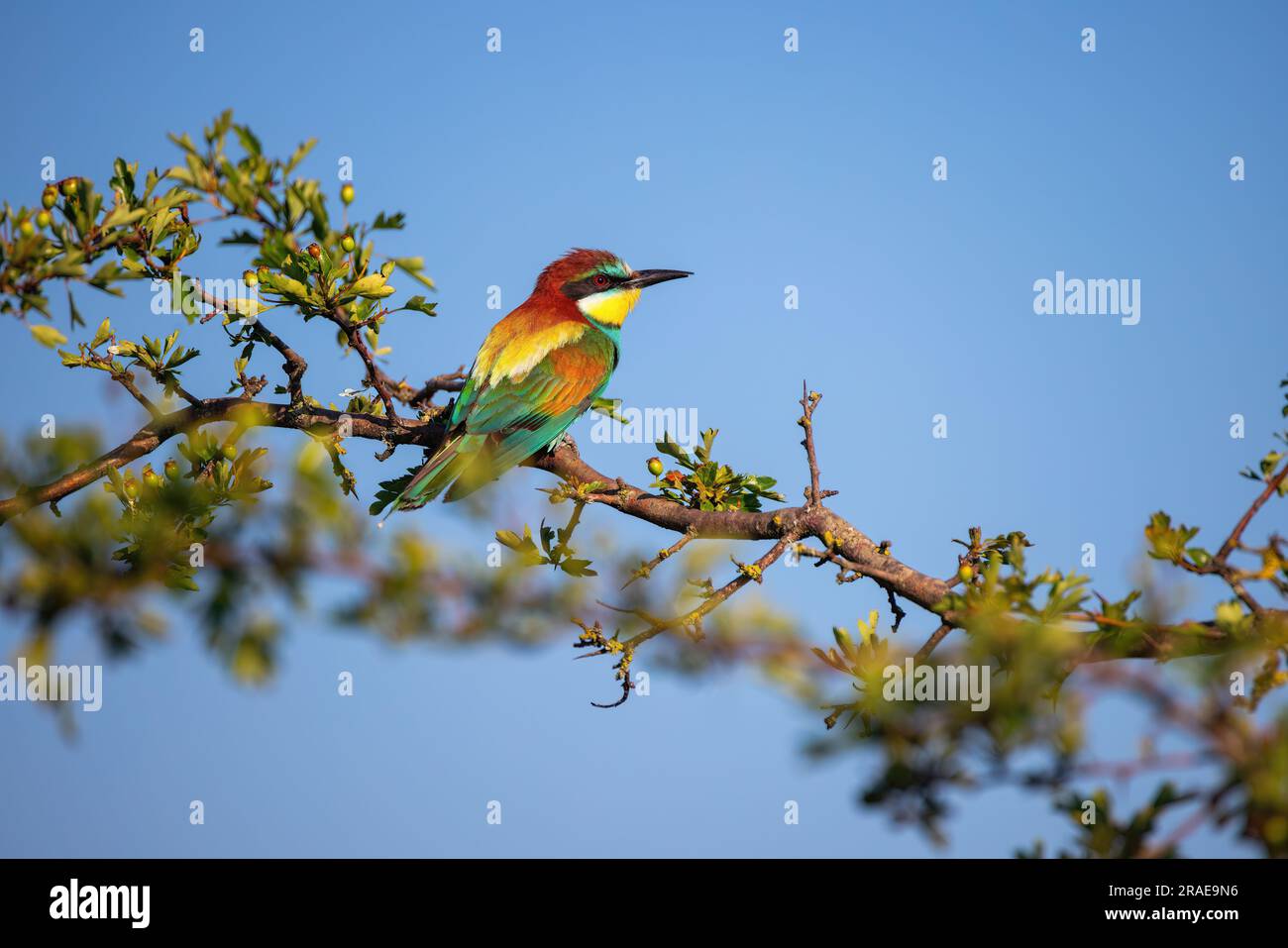 Un uccello di colore che mangia le api in piedi su un ramo di albero in fiore Foto Stock