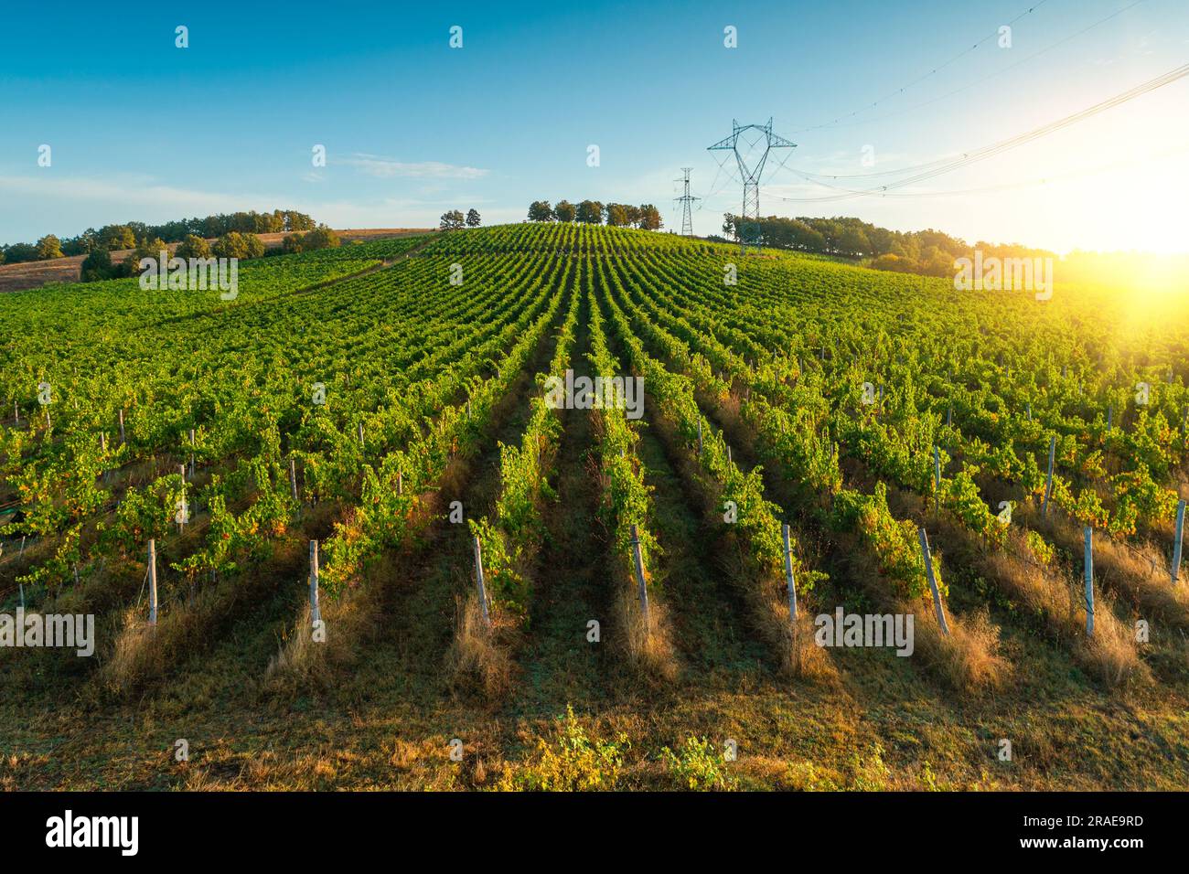 Vigneto campi agricoli in campagna, bellissimo paesaggio aereo durante l'alba. Foto Stock