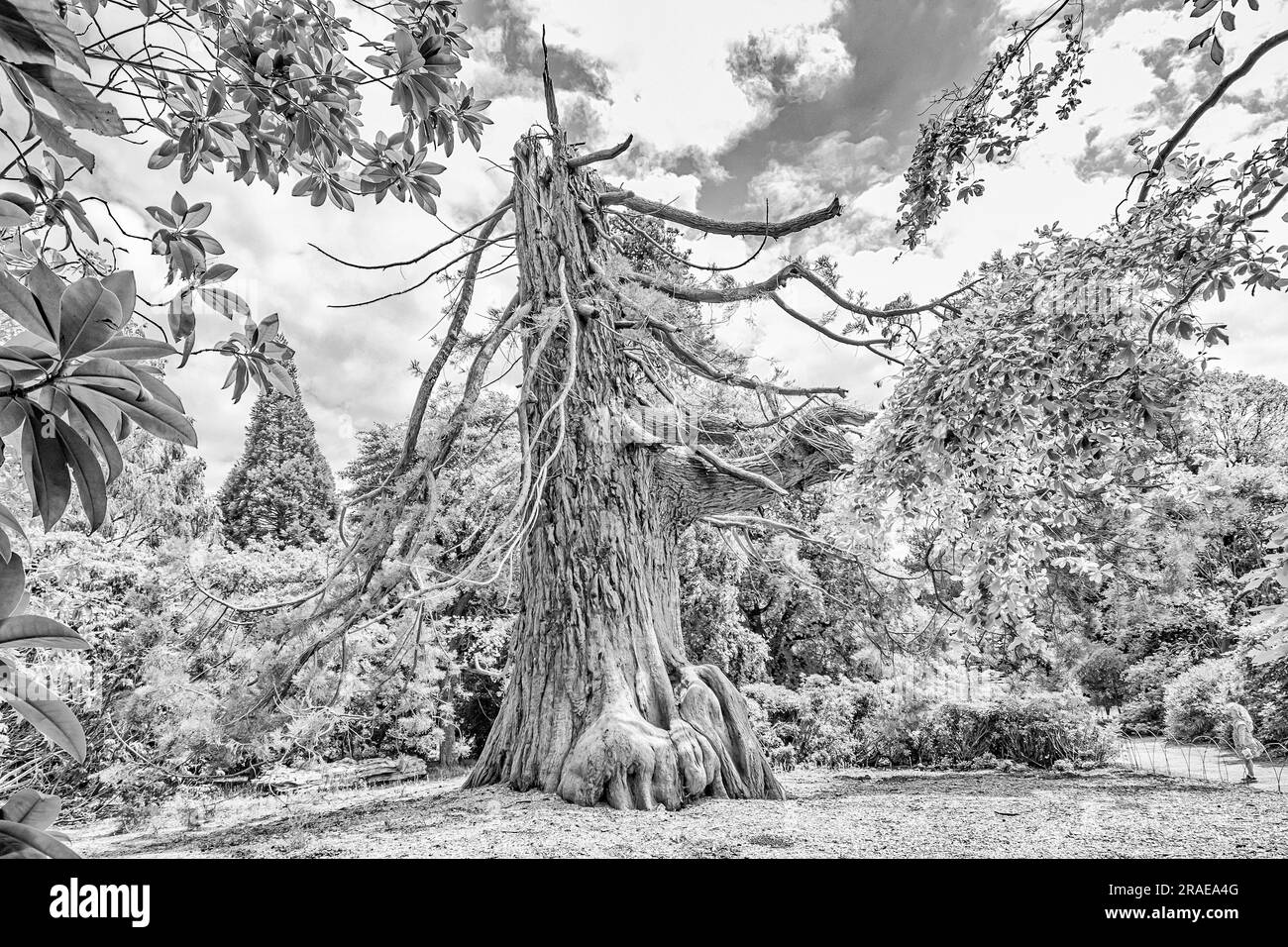 Un'immagine in bianco e nero di una tempesta che ha danneggiato l'albero di Redwood gigante che cerca di recuperare Foto Stock