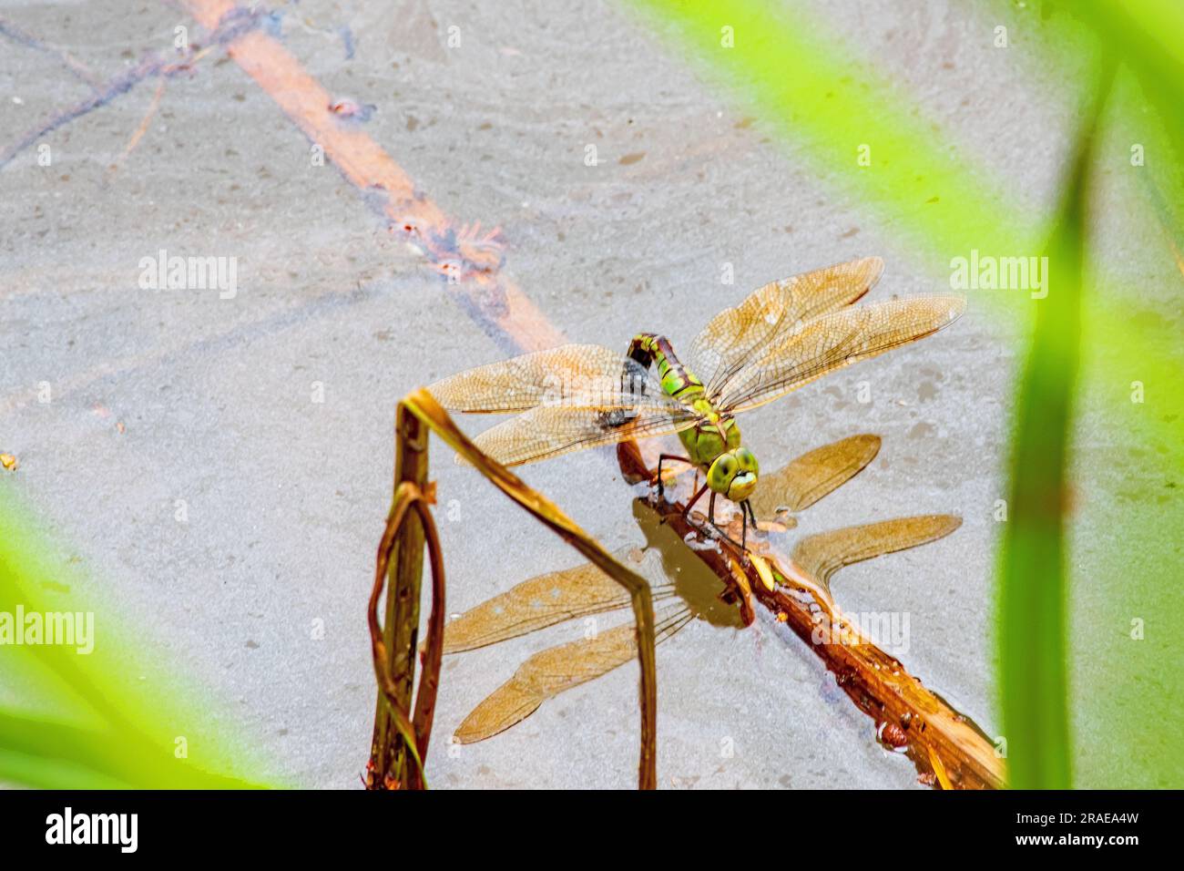 Un Dragonfly Imperatore con ali dorate che depongono le uova su un ramoscello su uno stagno Foto Stock