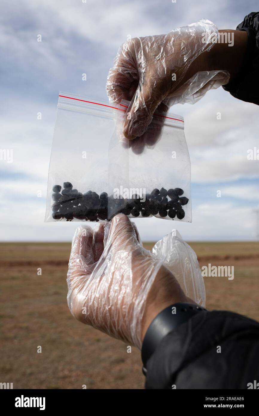 (230703) -- GOLMUD, 3 luglio 2023 (Xinhua) -- Lian Xinming mostra le feci delle antilopi tibetane che ha raccolto per la ricerca a Hoh Xil, una riserva naturale nella provincia del Qinghai della Cina nordoccidentale, 15 giugno 2023. Lian Xinming, ricercatore presso il Northwest Institute of Plateau Biology sotto la Chinese Academy of Sciences, ha dedicato più di 20 anni di ricerca alle antilopi tibetane da quando ha messo piede per la prima volta su Hoh Xil nel 2002. "La protezione antilope tibetana rappresenta un esempio di successo del coinvolgimento umano nel salvataggio degli animali in pericolo", ha affermato Lian. "Utilizzo di tecnologie avanzate per ottenere informazioni approfondite i Foto Stock