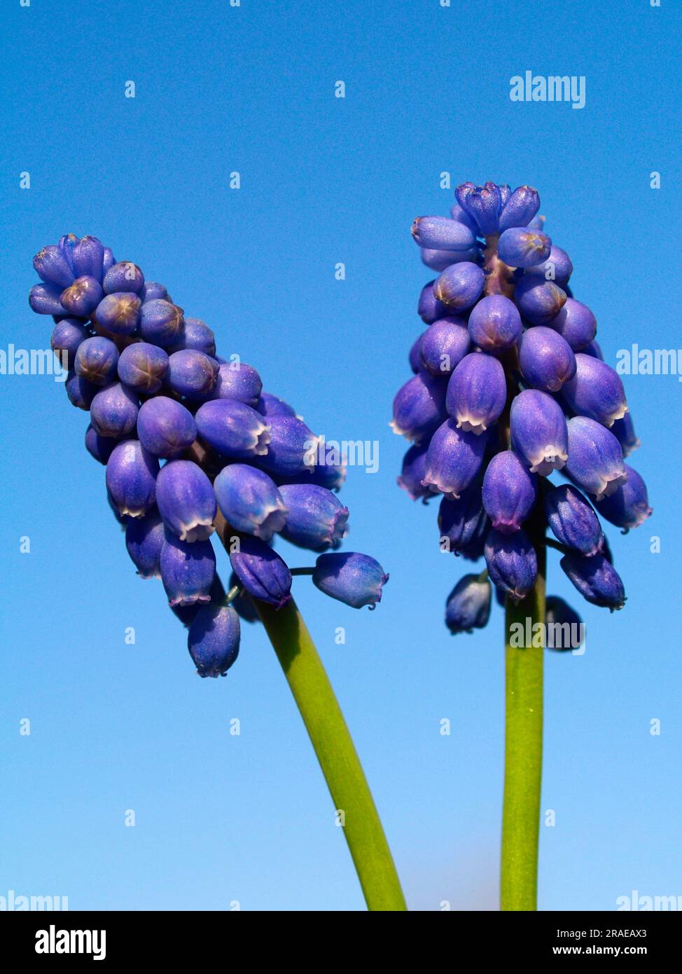Giacinto d'uva armeno (Muscari armeniacum) Foto Stock