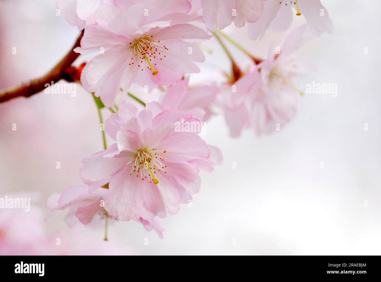 Ciliegia giapponese (Prunus sargentii) Foto Stock