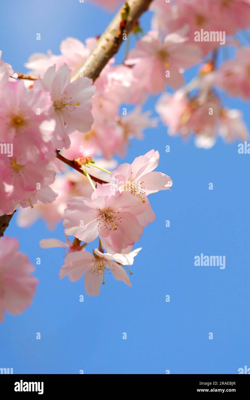 Ciliegia giapponese (Prunus sargentii) Foto Stock