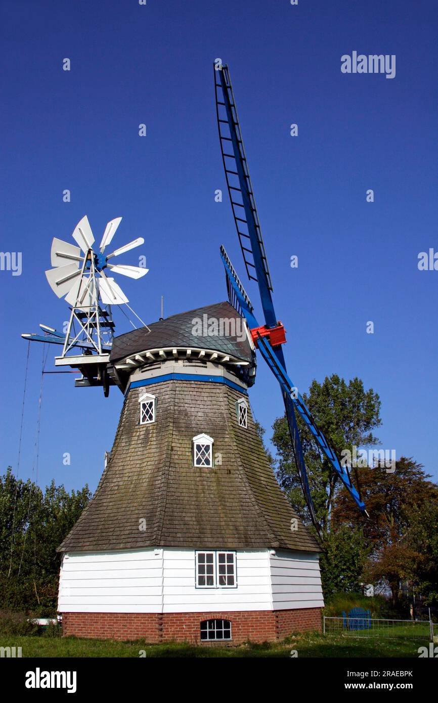 Vecchio mulino a vento 'Immanuel', tipo di costruzione Berghollaender, Sophiendeich, vicino a Marne, distretto di Dithmarschen, Schleswig-Holstein, Germania Foto Stock