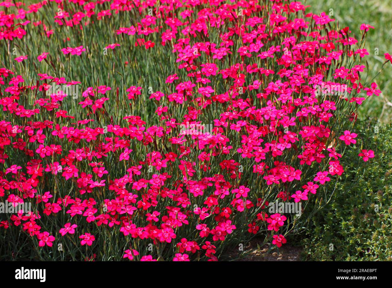 Rosa da fanciulla (Dianthus deltoides) Foto Stock