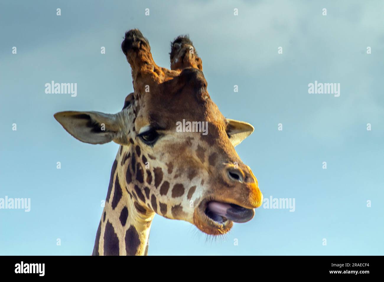 Giraffa aggraziata. Un animale maestoso nel selvaggio Foto Stock