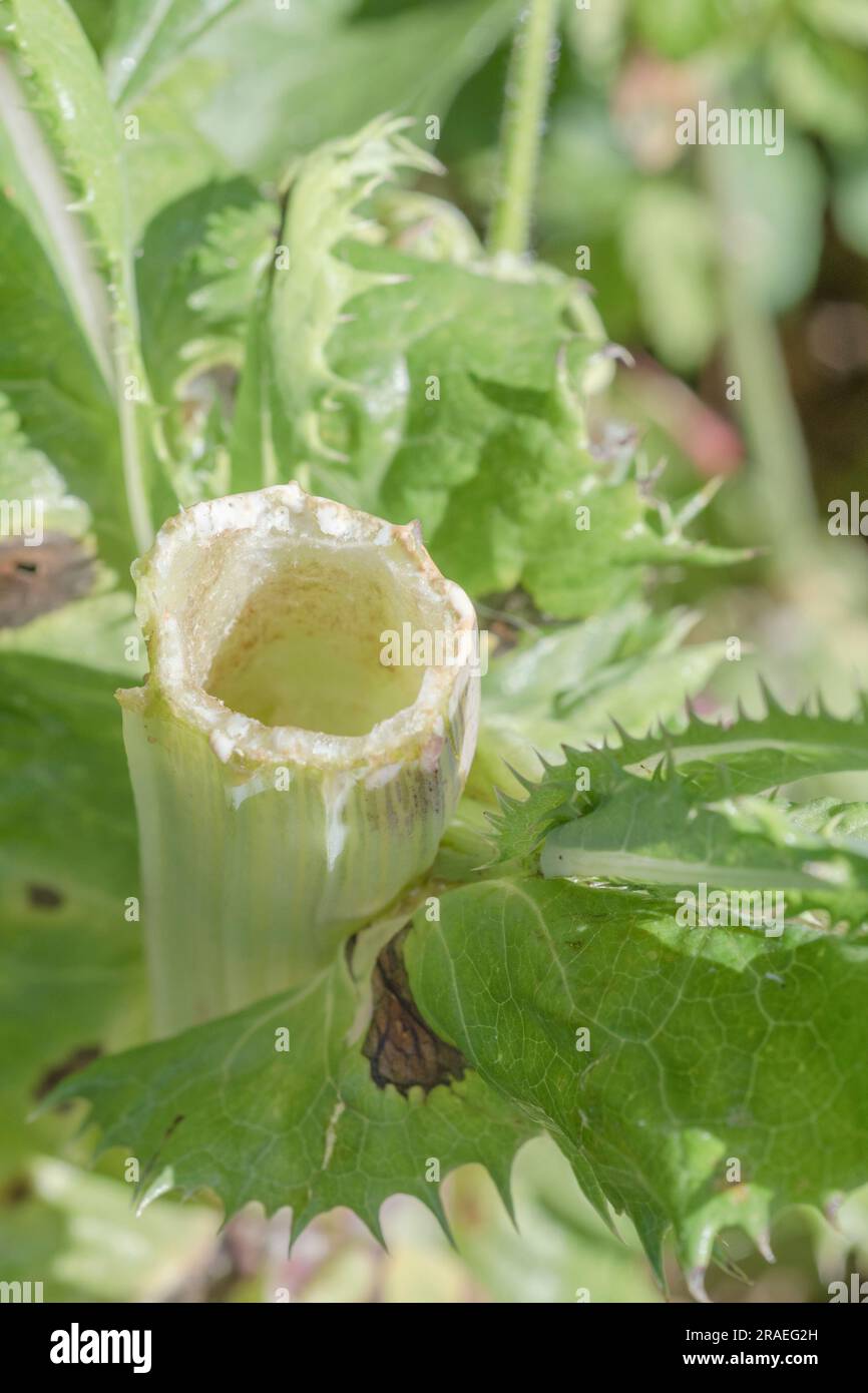 linfa lattice lattiginosa che trasuda da stelo rotto o gambo di Cardo basso pregiato / Sonchus asper o Sonchus arvensis nella siepe. Per sap impianto, fisiologia impianto Foto Stock