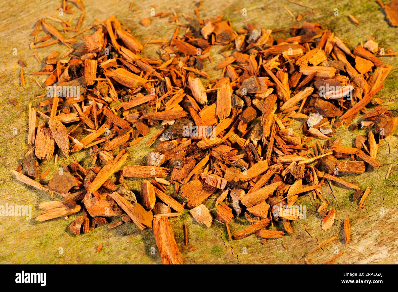 Corteccia cinese (Cortex chinae), corteccia essiccata (Cinchona pubescens), polvere gesuita, polvere cardinale Foto Stock