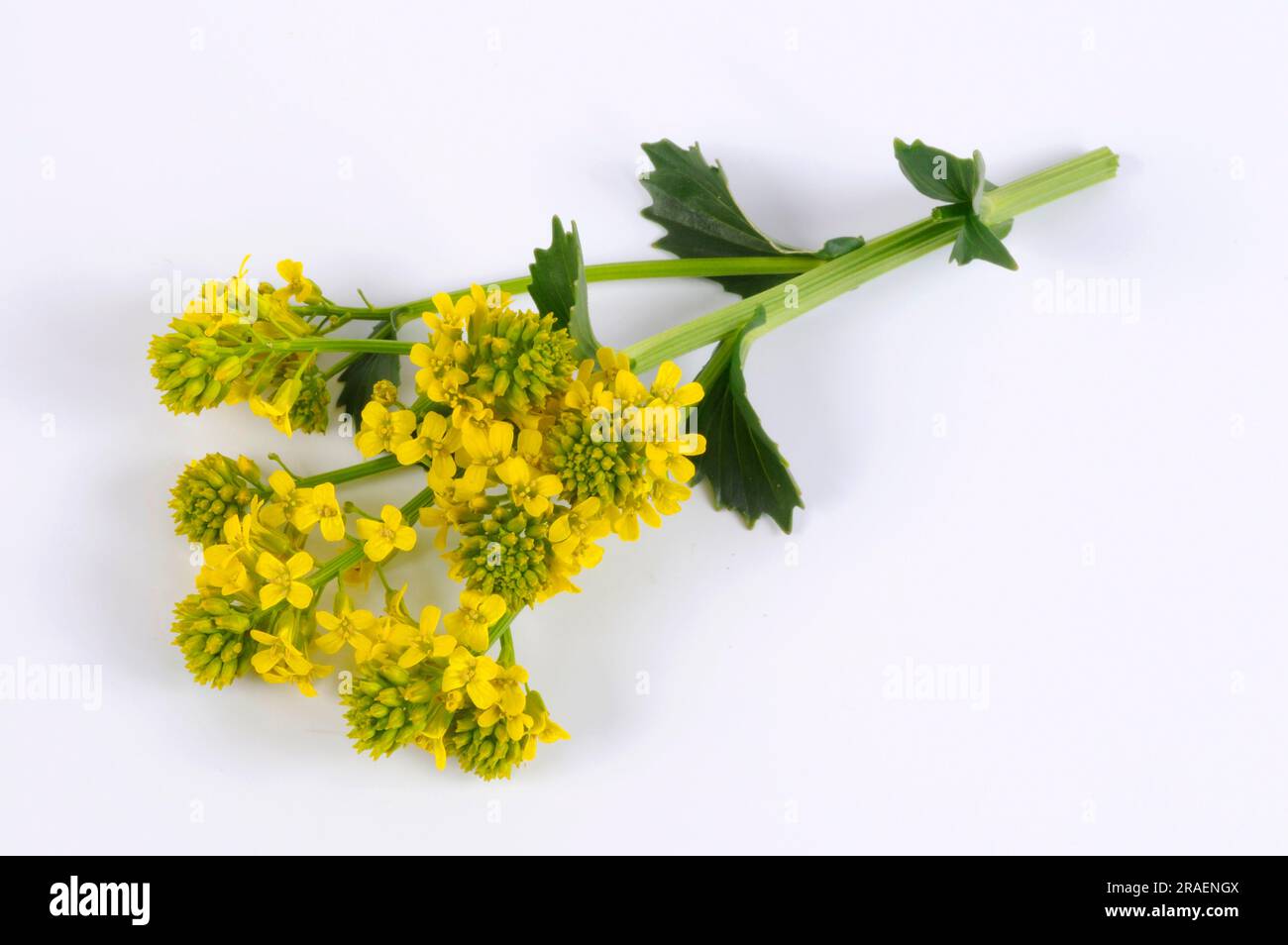 Giallo Rocketcress (Barbarea vulgaris), vera erba barbara, vero crescione invernale Foto Stock