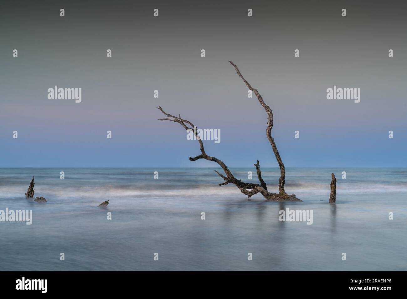 Meditativo paesaggio marino a Boneyard Beach su Bull Island, South Carolina, all'alba Foto Stock