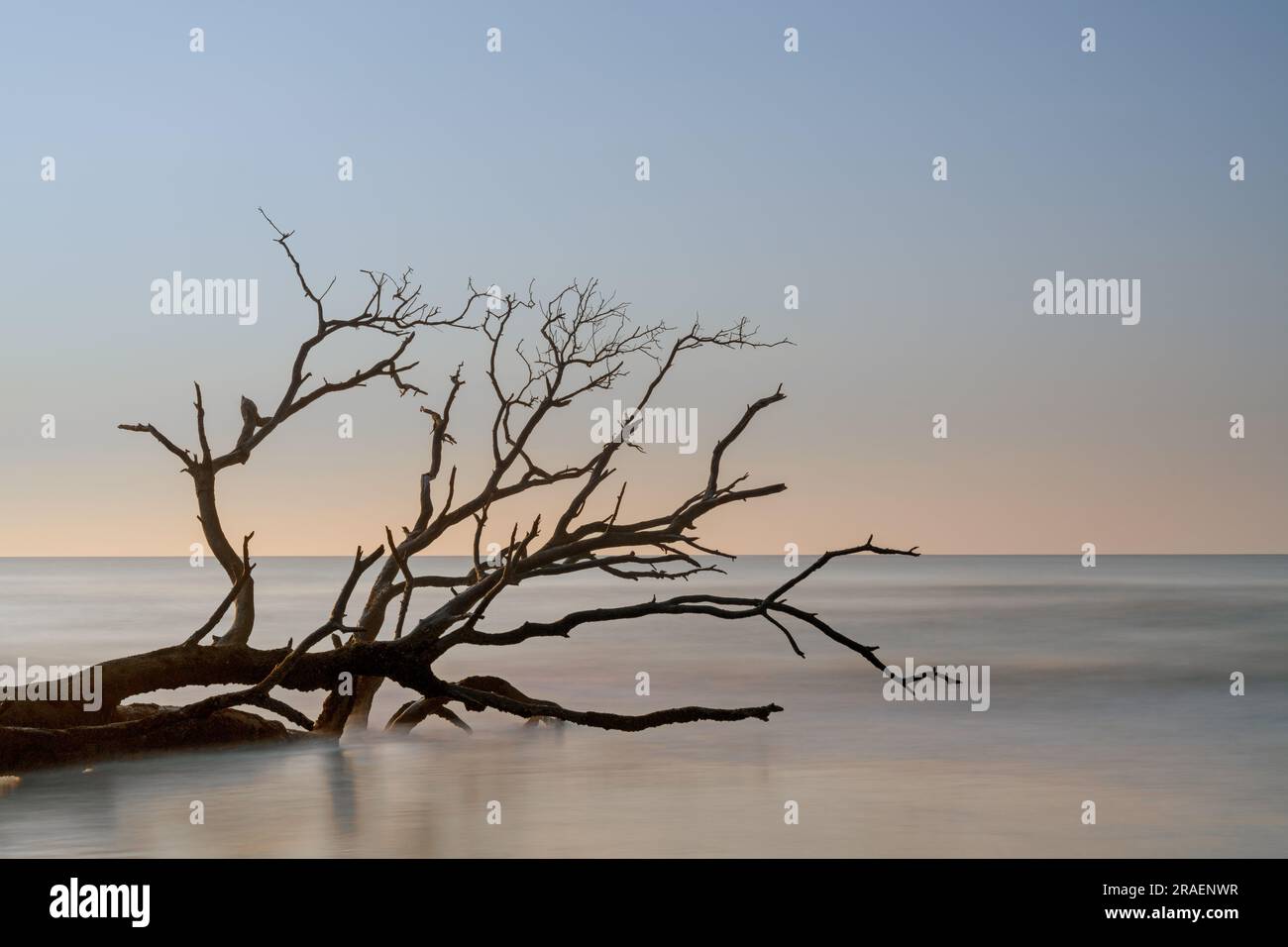 Meditativo paesaggio marino a Boneyard Beach su Bull Island, South Carolina, all'alba Foto Stock