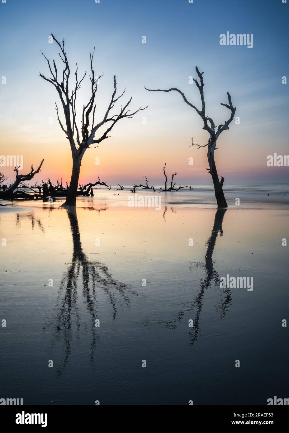 Meditativo paesaggio marino a Boneyard Beach su Bull Island, South Carolina, all'alba Foto Stock