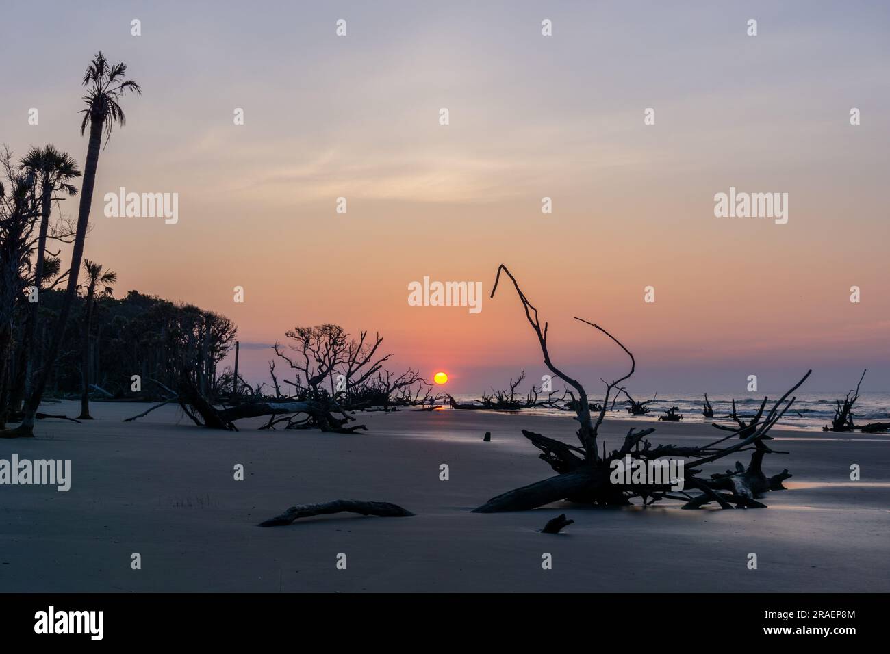 paesaggio all'alba con sole basso sull'orizzonte su una spiaggia con alberi morti e marciapiedi Foto Stock