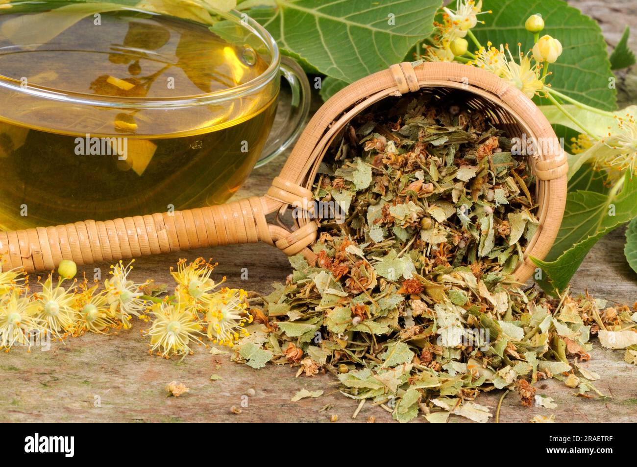 Tè in fiore di tiglio (Tilia platyphyllos), tiglio estivo, tè in fiore di lime Foto Stock