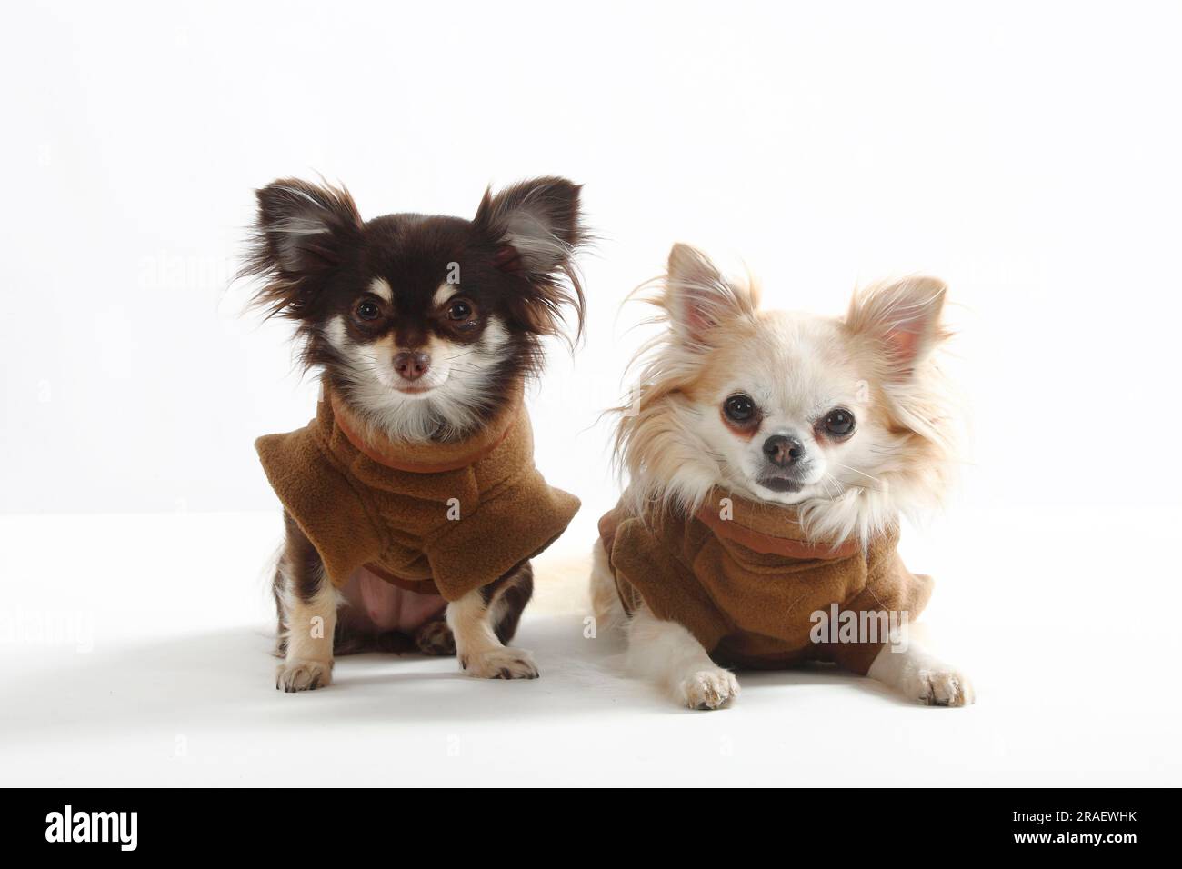 Chihuahuas, a pelo lungo, cappotto, indumenti protettivi, abbigliamento per cani Foto Stock