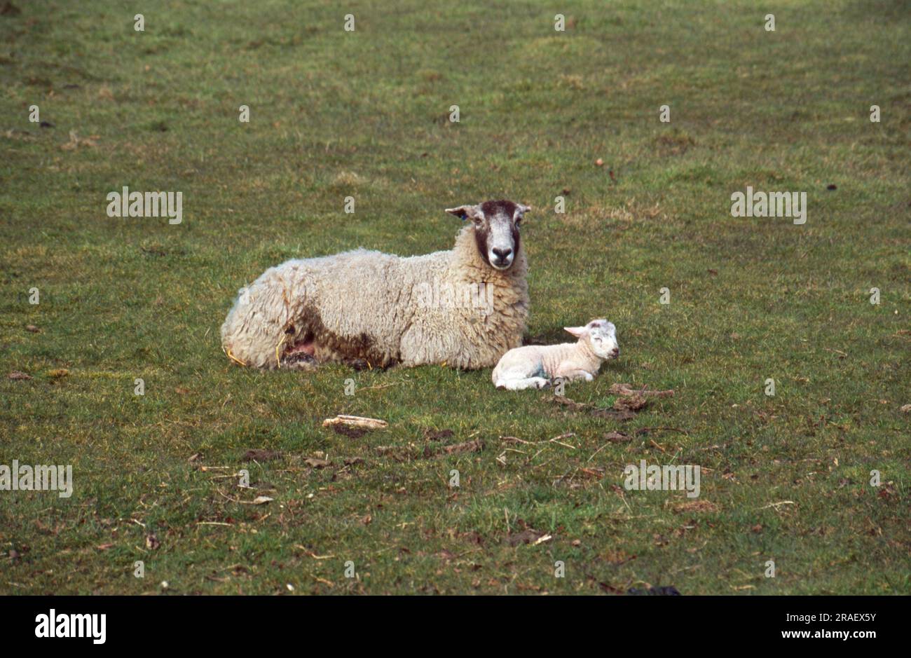 Madre pecora e agnello che giacciono in un campo nel Cheshire in Inghilterra Foto Stock
