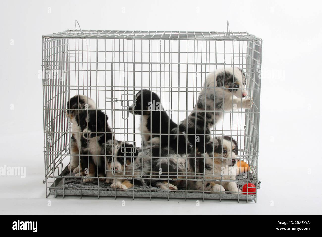 Pastore australiano, cuccioli, 7 settimane, in gabbia, scatola, kennel Foto  stock - Alamy
