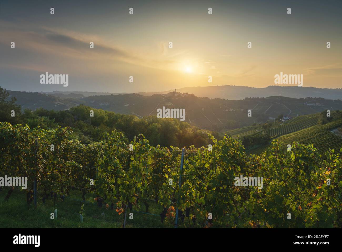 Vigneti delle Langhe e del villaggio di Castiglione Falletto in cima alla collina sullo sfondo, patrimonio dell'umanità dell'UNESCO, regione Piemonte, Italia, Euro Foto Stock