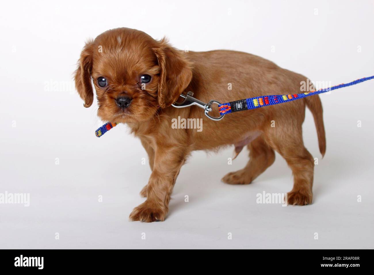 Cavalier King Charles Spaniel, cucciolo, ruby, 6 settimane, prima volta al guinzaglio Foto Stock