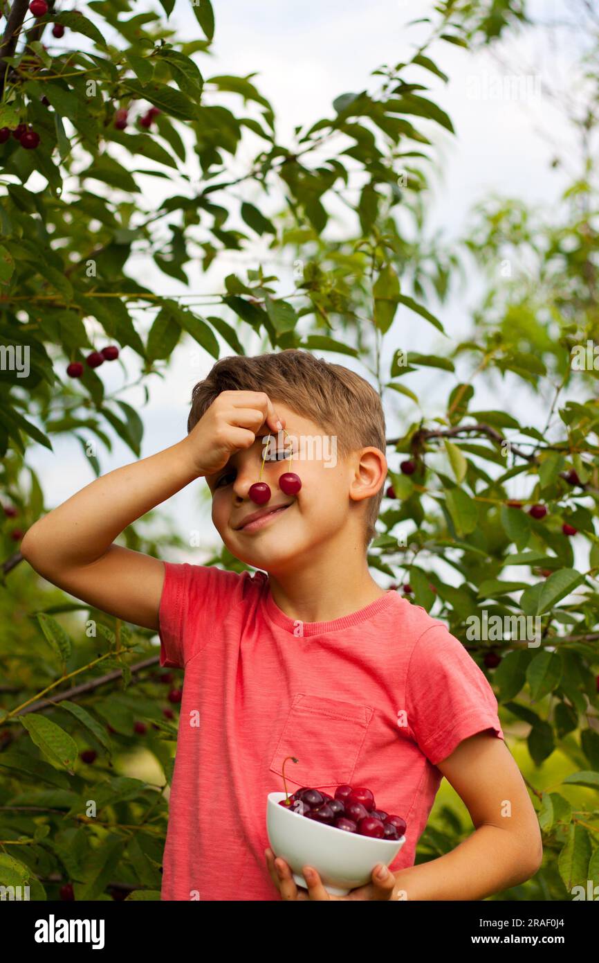 bambino in età prescolare che raccoglie e mangia ciliegie rosse mature dall'albero nel giardino di casa. Ritratto di bambino felice con piatto di ciliegie sullo sfondo di ciliegie o. Foto Stock