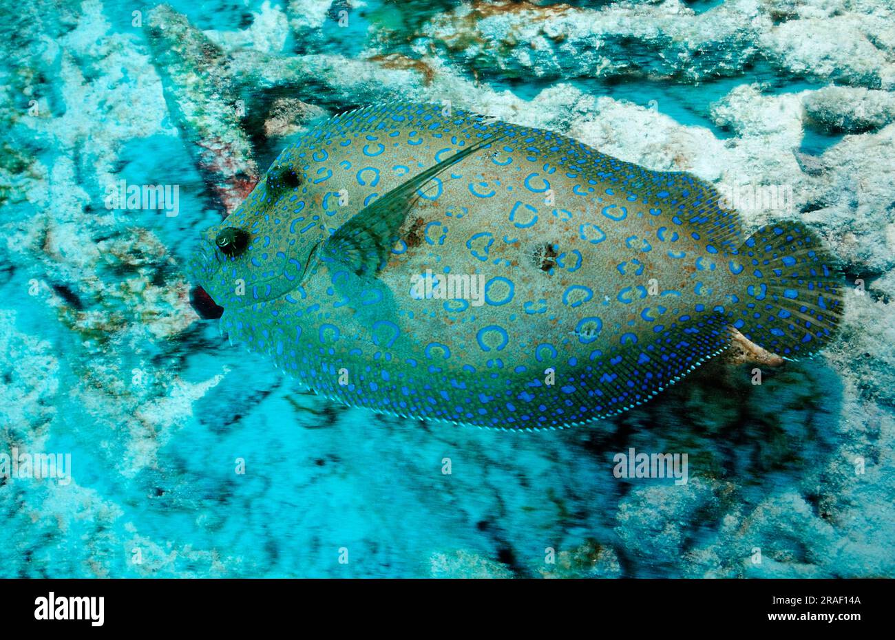 Peacock Butcher, Bonaire, Netherlands Plate fish (Bothus lunatus), riprendibile Foto Stock