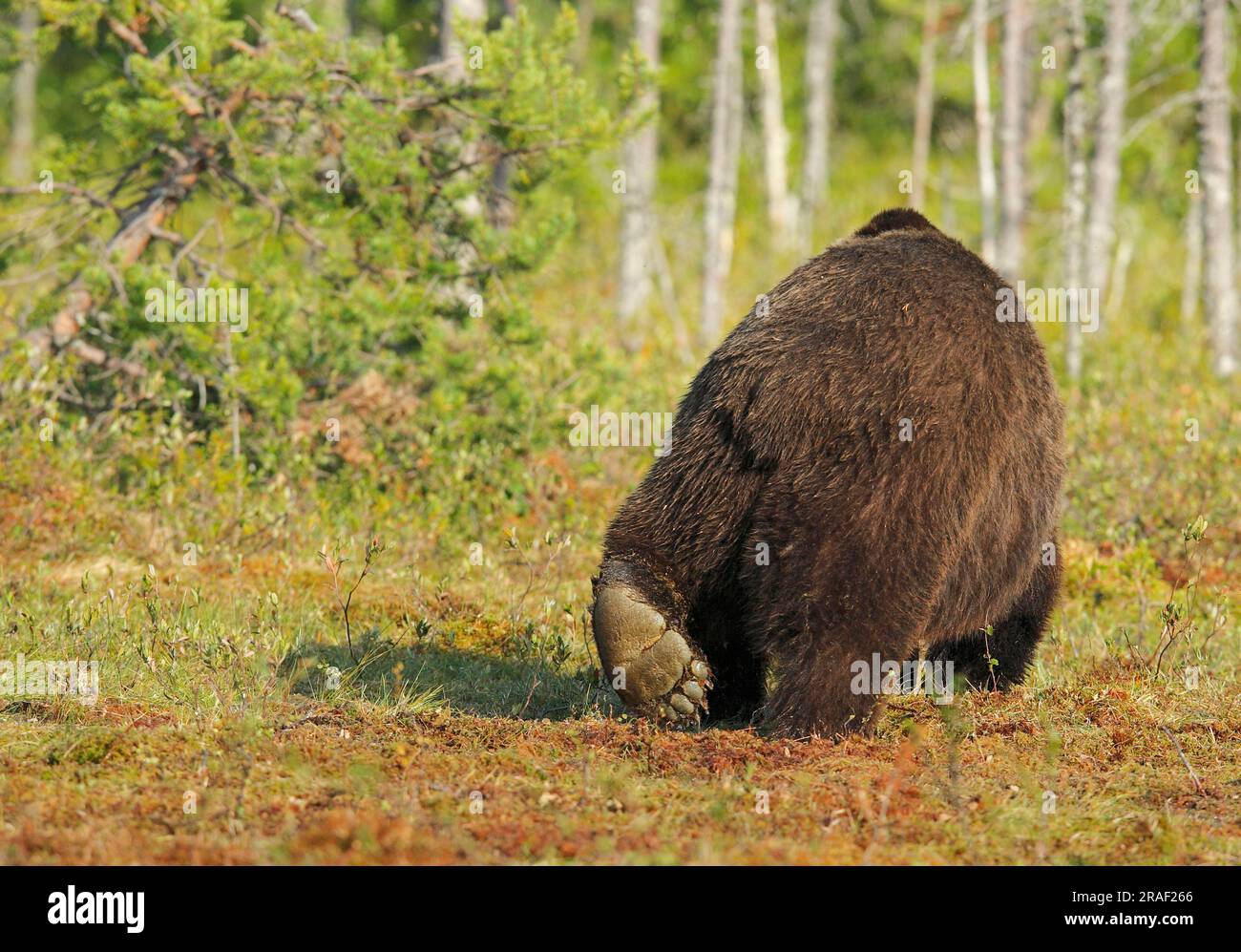 Orso bruno europeo, Finlandia, orso bruno europeo (Ursus arctos), suola, Finlandia Foto Stock