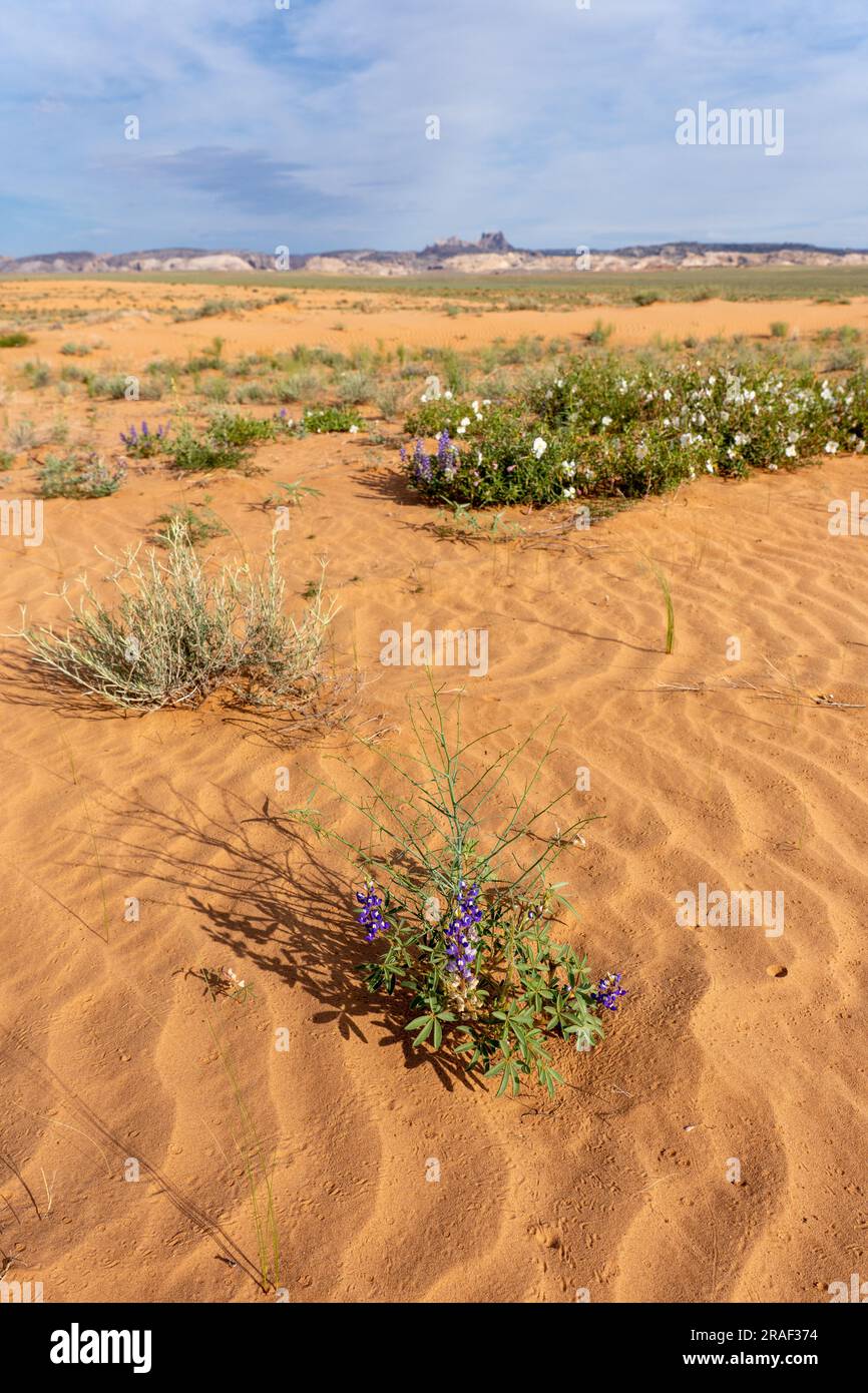 Nano o Rusty Lupine & pale: Primavera in fiore nel deserto di San Rafael nello Utah con Temple Mountain e San Rafael Reef alle spalle. Foto Stock