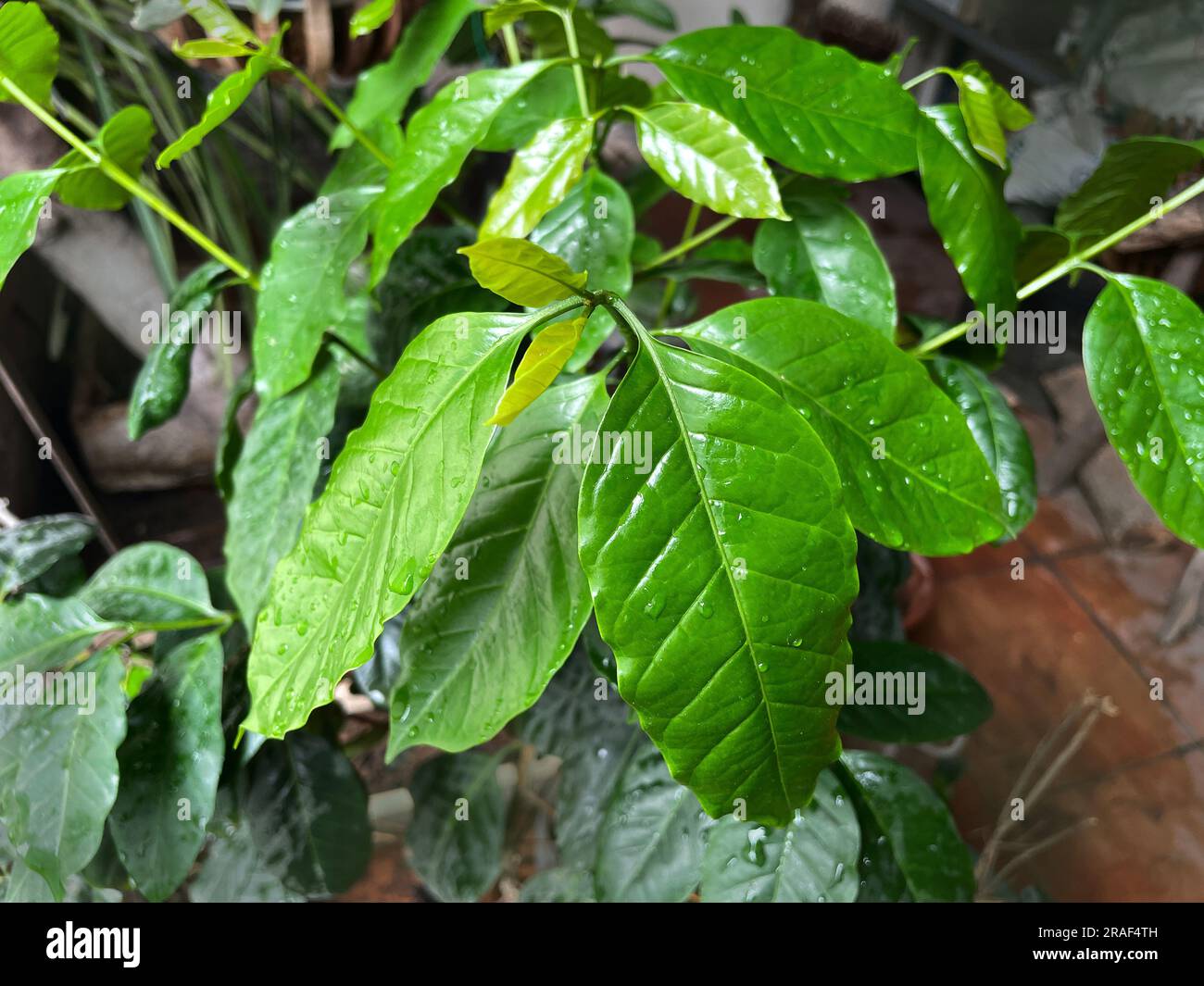 L'albero del caffè nell'altopiano del Vietnam. Cây Cà phê. 越南旅游, 베트남 관광, ベトナム観光, ឌូលីច វៀតណាម Foto Stock