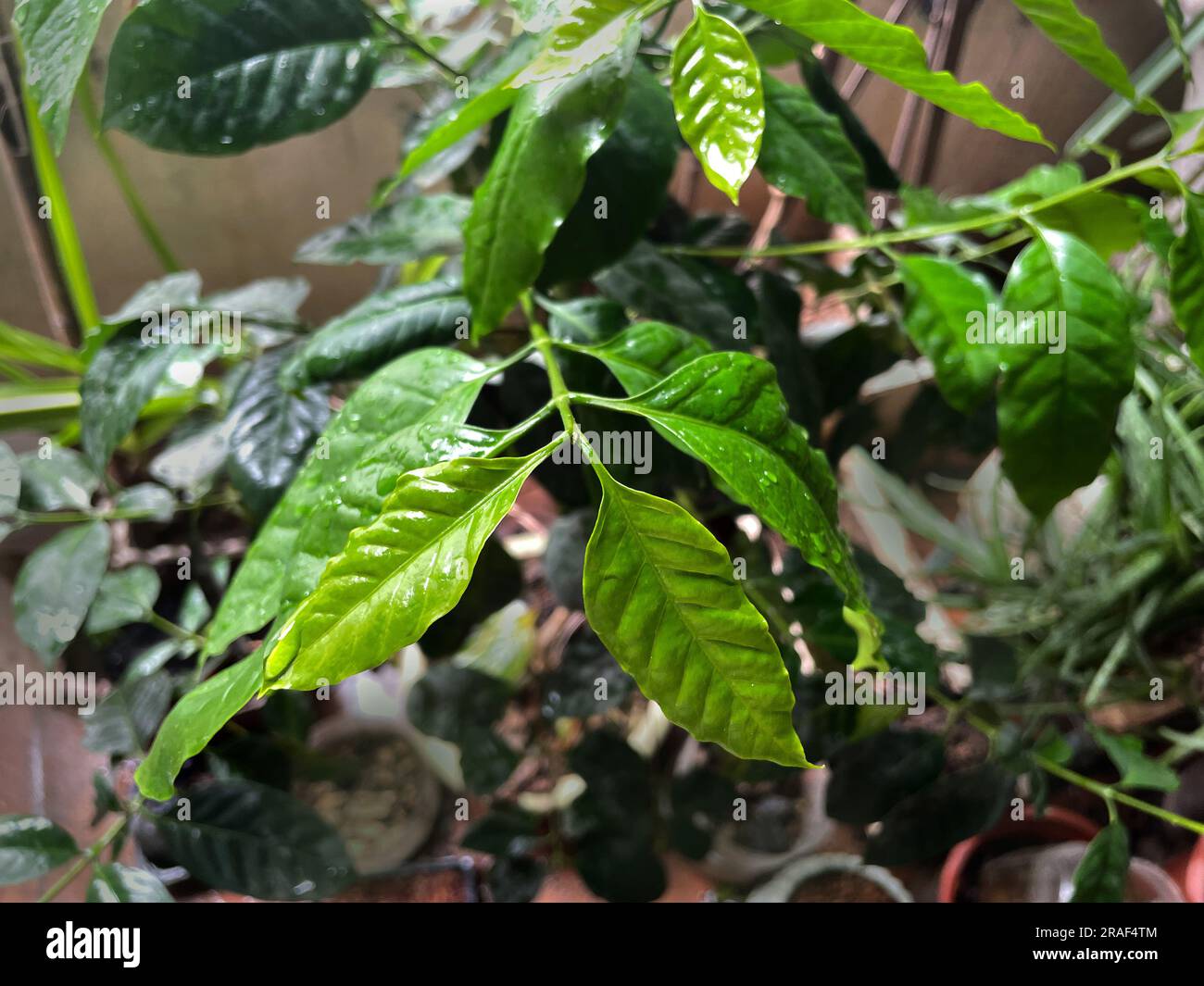 L'albero del caffè nell'altopiano del Vietnam. Cây Cà phê. 越南旅游, 베트남 관광, ベトナム観光, ឌូលីច វៀតណាម Foto Stock