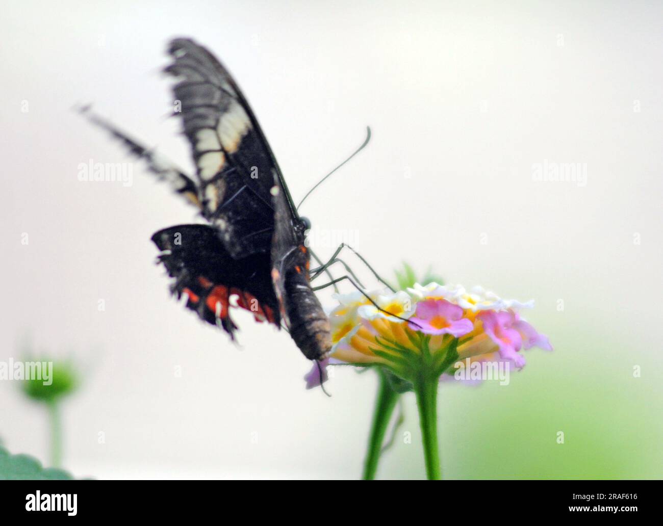 CRIMSON ROSE SWALLOWTAIL BUTTERFLY HOUSE, CUMBERLAND HOUSE NATURAL HISTORY MUSEUM, PORTSMOUTH. PIC MIKE WALKER 2023 Foto Stock