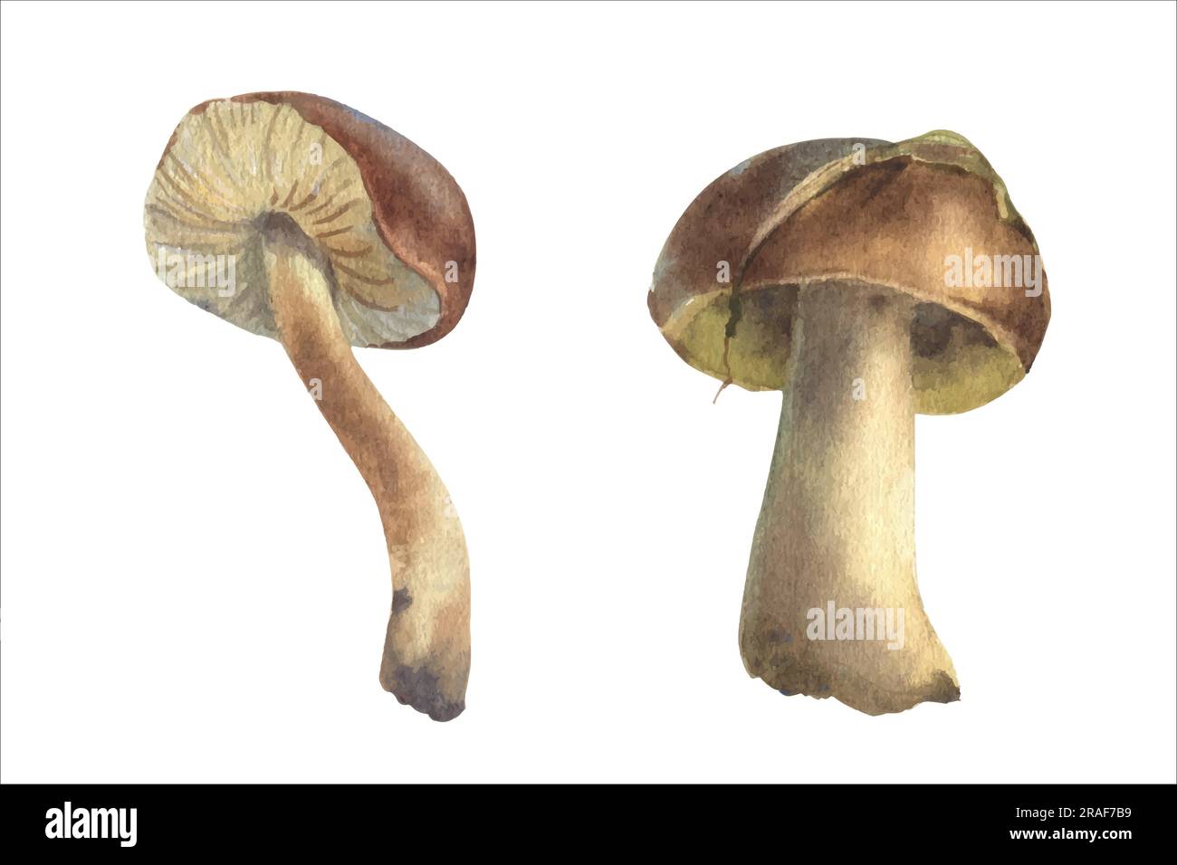 Acquerello di funghi Boletus, grande fungo bianco, funghi spugnosi, cucina gourmet vegetariana, illustrazione vettoriale. Illustrazione Vettoriale