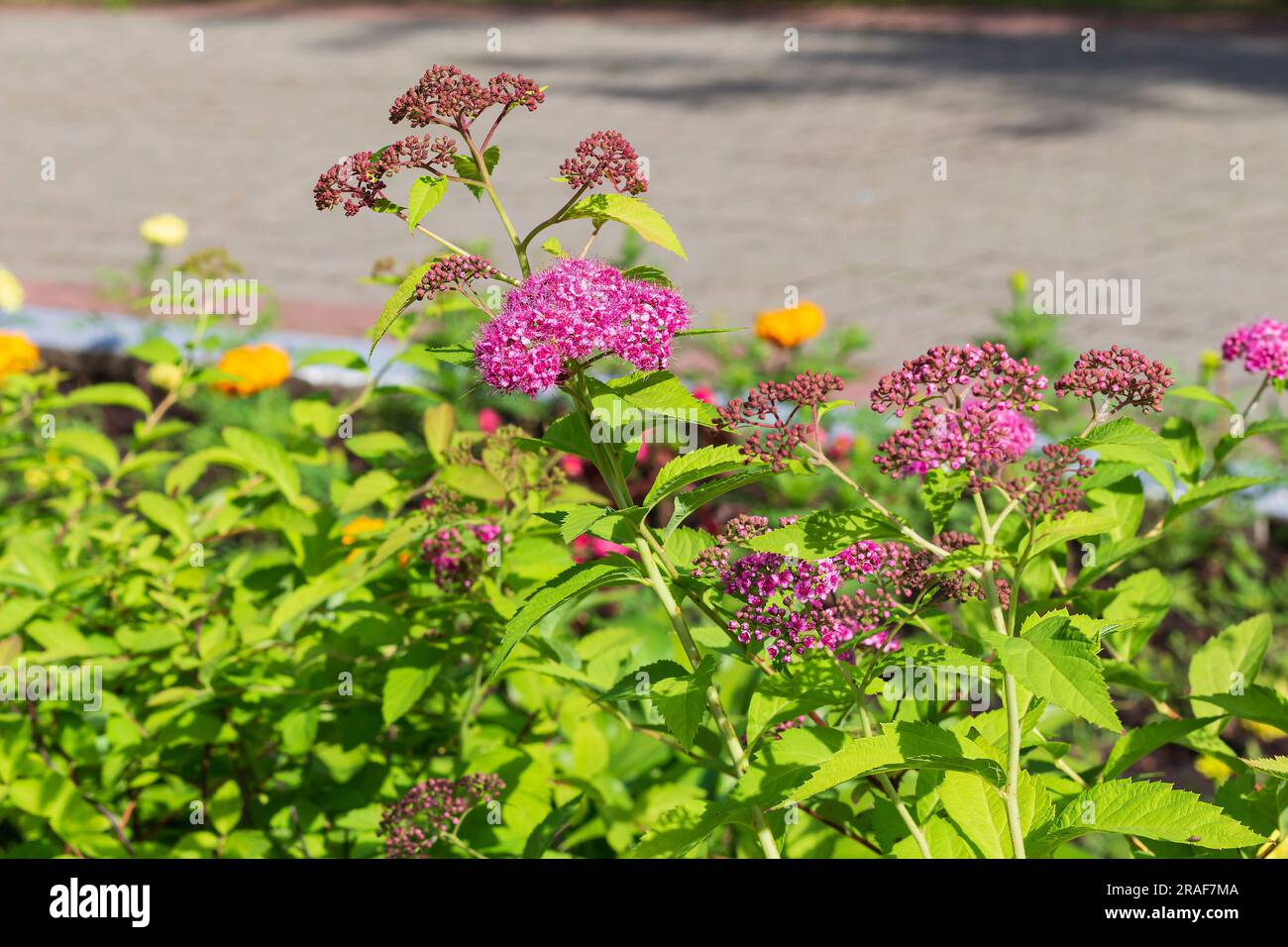 Spirea fiorisce al sole. Ambiente urbano ecologico e confortevole, concentrazione selettiva, spazio copiativo. pianta perenne, fiorita in estate Foto Stock