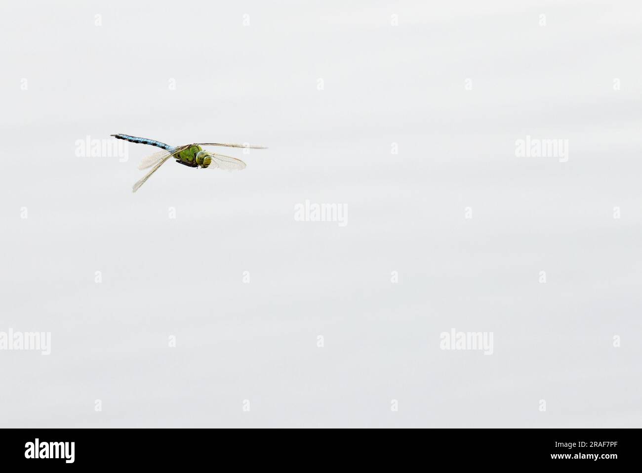 Blue Emperor (Anax imperator) Norfolk giugno 2023 Foto Stock