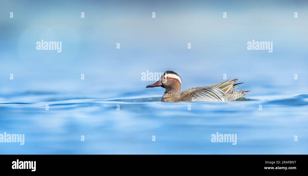 La spatola querquidula galleggia sulla superficie dell'acqua stupefacente nei raggi del sole, la foto migliore. Foto Stock