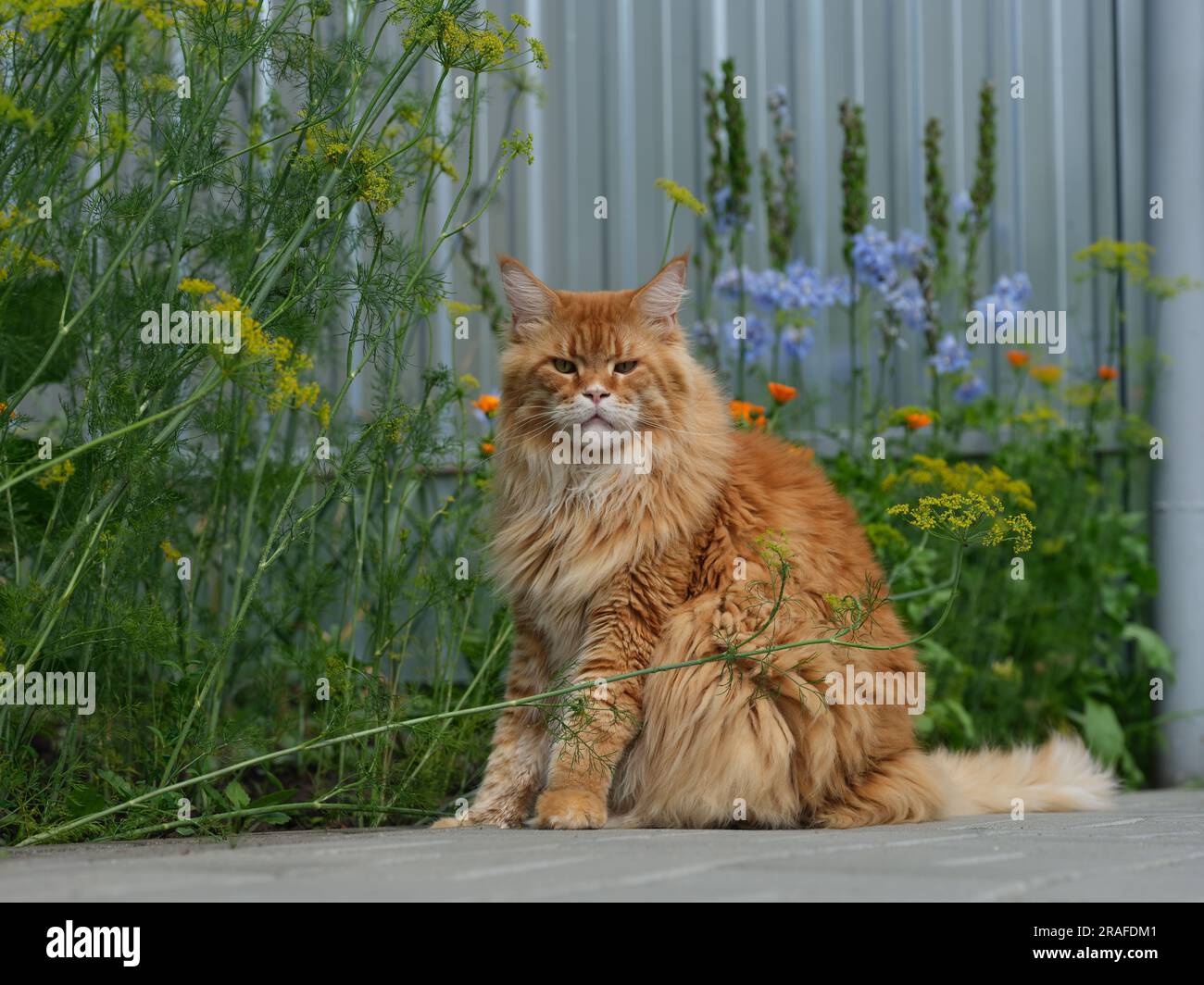 Un gatto rosso del Maine Coon seduto di fronte a piante di aneto in un giardino. Foto Stock
