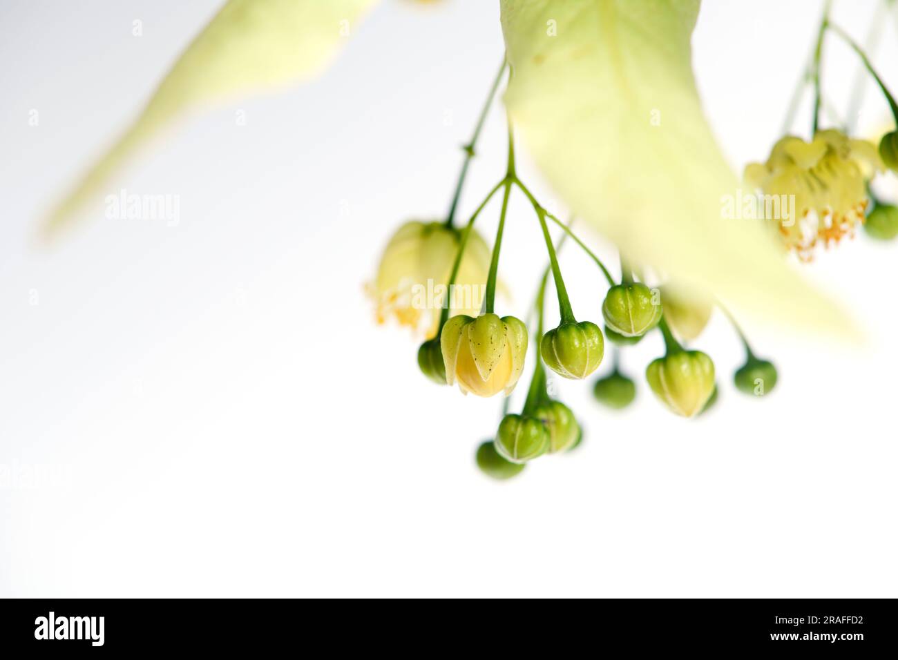 Primo piano di fiori di tiglio gialli con foglie e gemme su sfondo bianco. Foto Stock