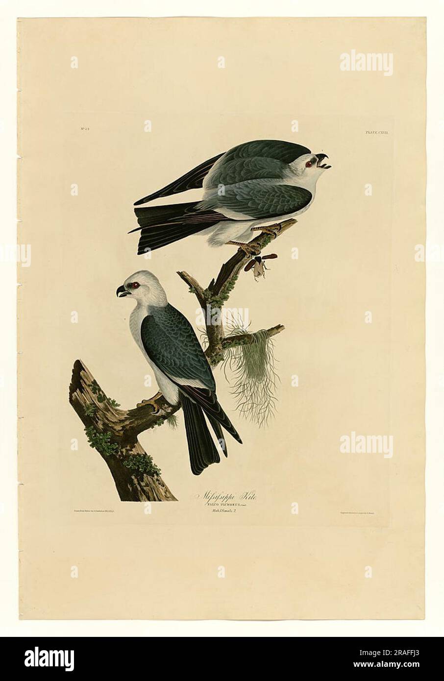 Targa 117 Mississippi Kite Foto Stock