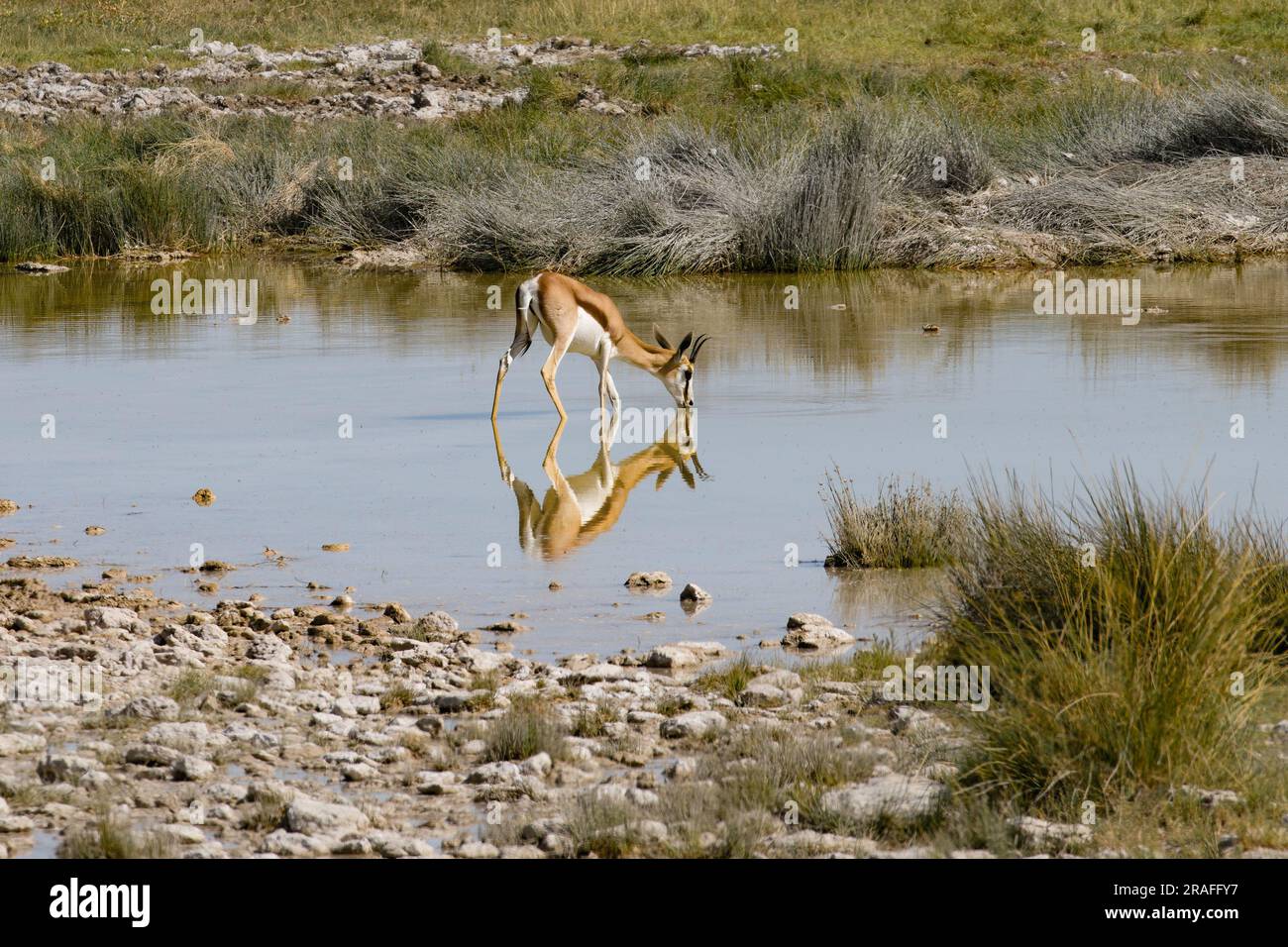 Acqua potabile springbok in piscina Foto Stock