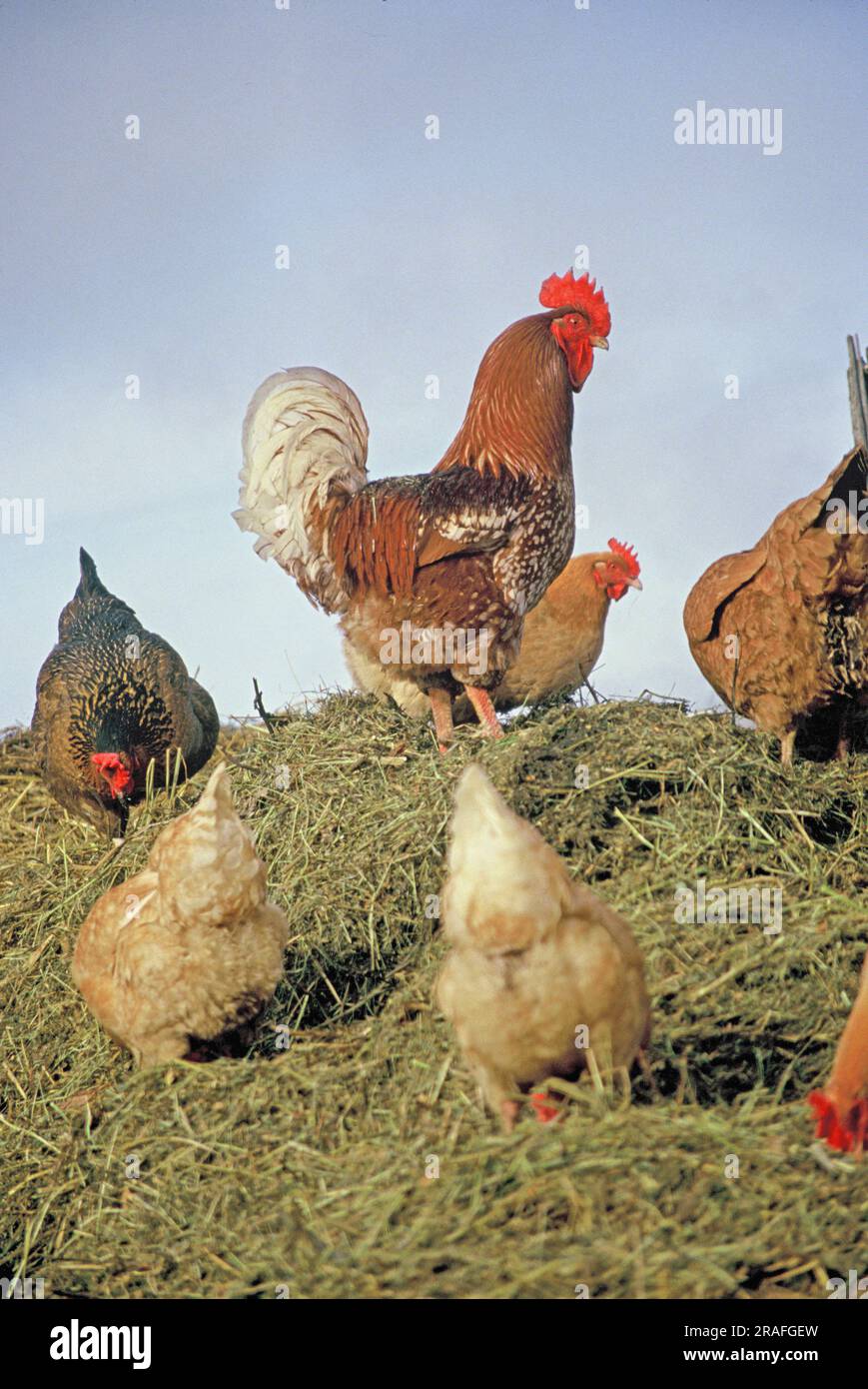 gallo e galline, su un mucchio di letame, Auvergne, Francia Foto Stock