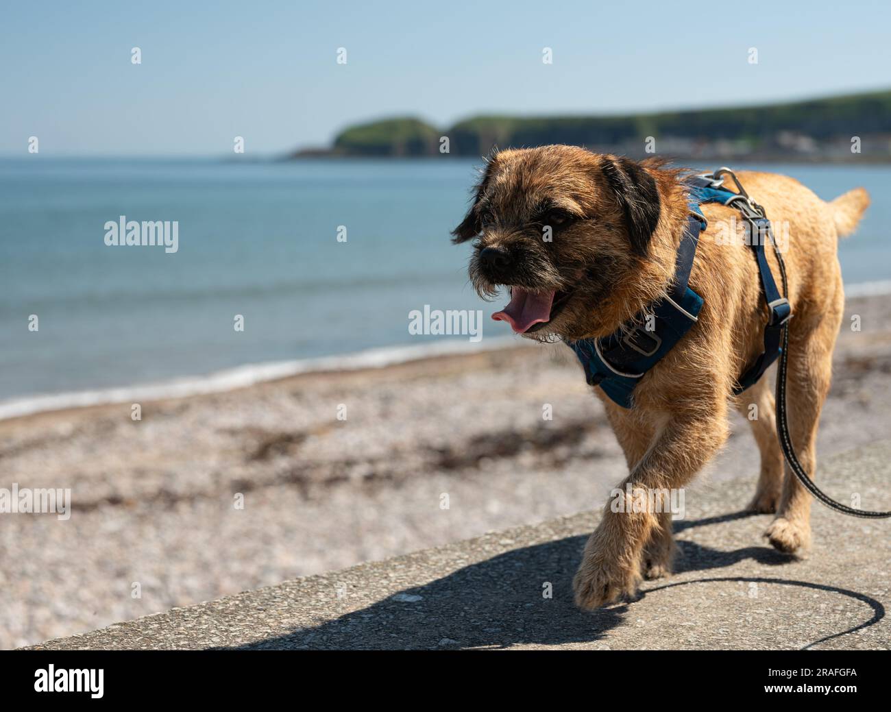 Un cane del Border terrier che cammina sulla spiaggia in una brillante giornata estiva in Scozia. Foto Stock