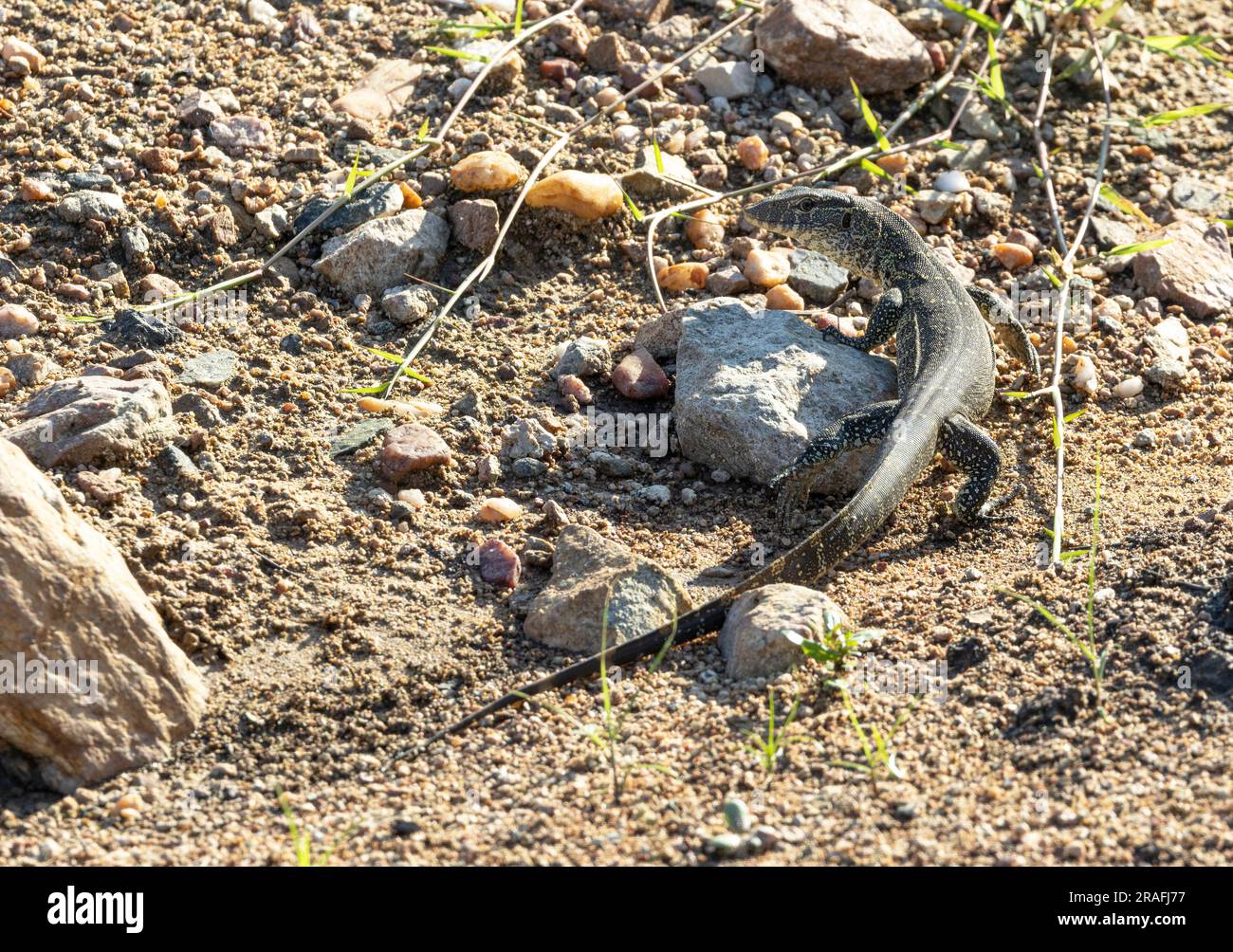 Un giovane monitor dell'acqua o del Nilo cammina in un letto asciutto del fiume. Queste crescono fino a diventare le lucertole più grandi dell'Africa e sono predatori e scavengers attivi. Foto Stock