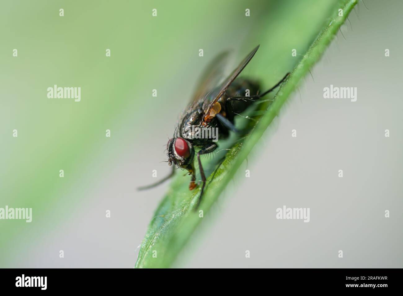La mosca Lucilia è un genere di mosche da soffiaggio, nella famiglia Calliphoridae su una foglia verde Foto Stock