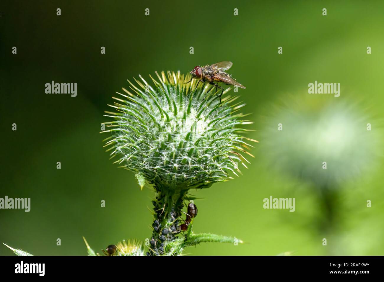 La mosca Lucilia è un genere di mosche di soffiaggio, nella famiglia Calliphoridae su un cardo Foto Stock