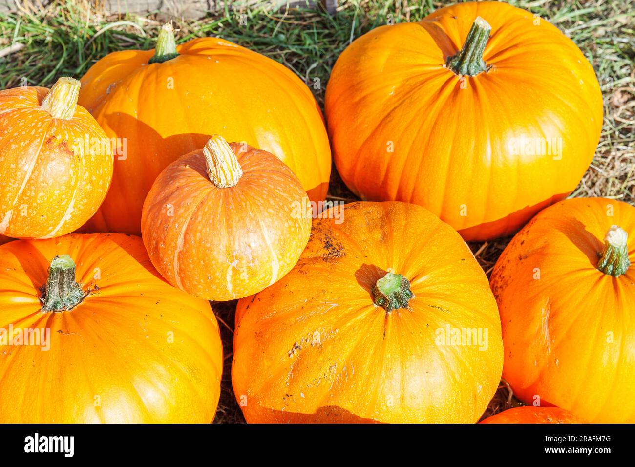 Naturale autunno vista zucca su eco fattoria sfondo. Sfondo ispirato a ottobre o settembre. Cambiamento di stagione, concetto di cibo biologico maturo. H Foto Stock