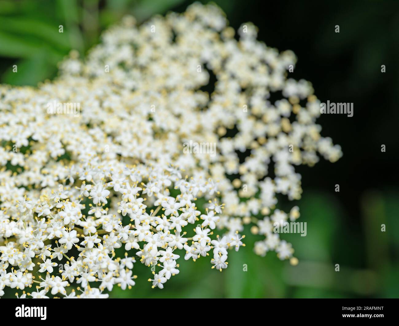 Fioritura del sambuco all'inizio dell'estate Foto Stock