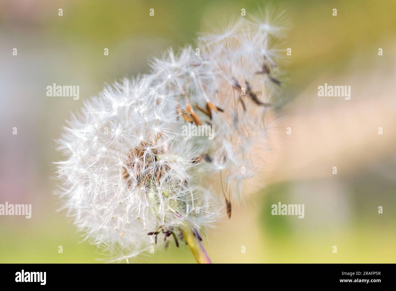 I semi di tarassolo bianco si staccano dalla cupola con la brezza su uno sfondo sfocato di colore verde chiaro. Copia spazio. Foto Stock