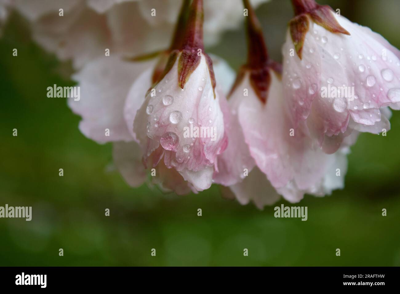 Le gocce d'acqua sono su fiori bianchi e rosa. Foto Stock